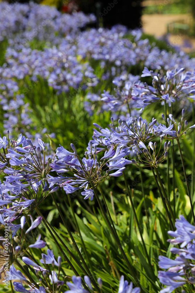 Obraz premium Pathway lined with beautiful purple Agapanthus flowers
