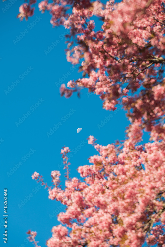 Wild Himalayan Cherry Blooming and the moon in Chiang Mai Thailand Wild Himalayan Cherry Blooming and the moon in Chiang Mai Thailand