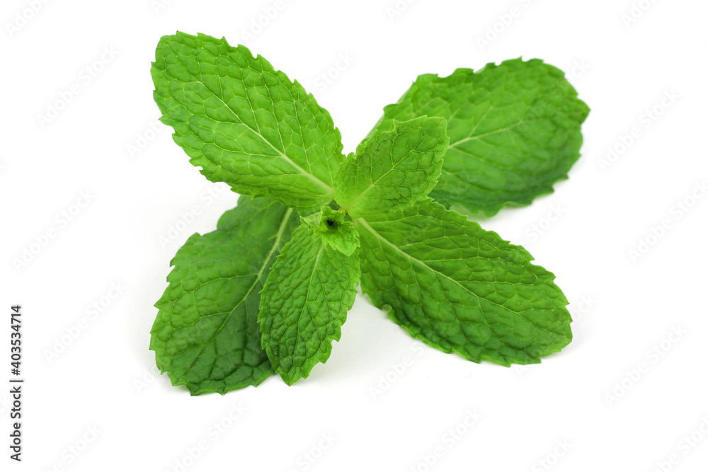 Mint leaves on a white background Mint leaves on a white background