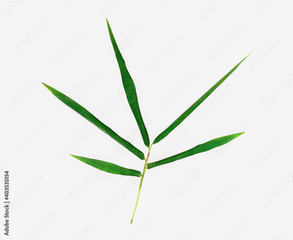 Fototapeta premium Bamboo leaves isolated on white background