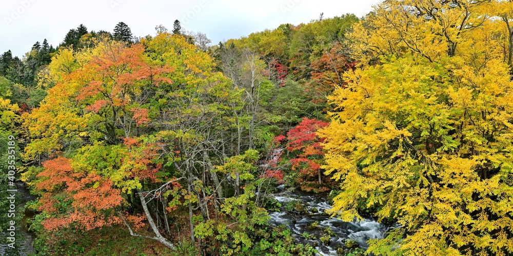 滝見橋から見おろすカラフルな紅葉のパノラマ情景＠阿寒湖、北海道