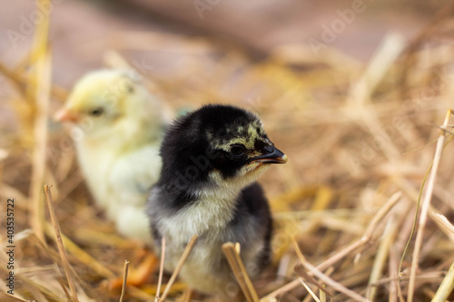 Yellow and black chicks on the straw. © niwat