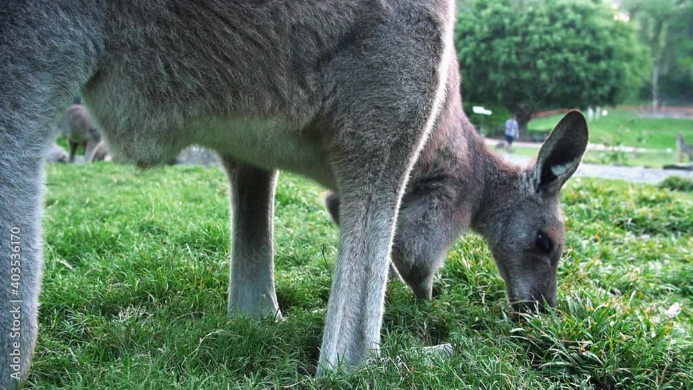 Kangaroo Eating In The Grassfield Surrounded With Trees And Variety Of Plants During Daytime - Close Up Shot, Kangaroo Eating In The Grassfield Surrounded With Trees And Variety Of Plants During Daytime - Close Up Shot,