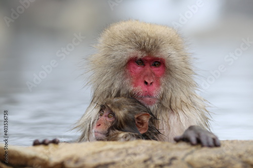 japanese monkey at jot spring Fototapet