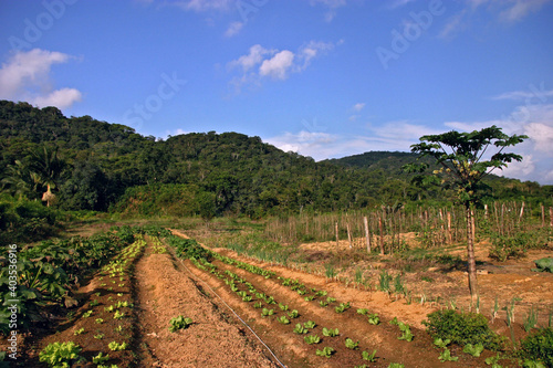 Cultivo de hortaliças no Quilombo, Vale do Ribeira. Sao Paulo