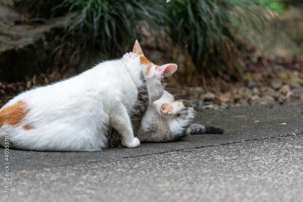 Fototapeta premium 猫の親子