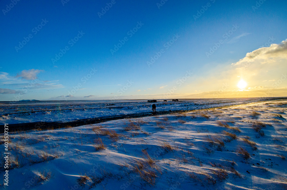 Naklejka premium A herd of Icelandic horses in a snow-covered field, moving towards a glacier stream. 