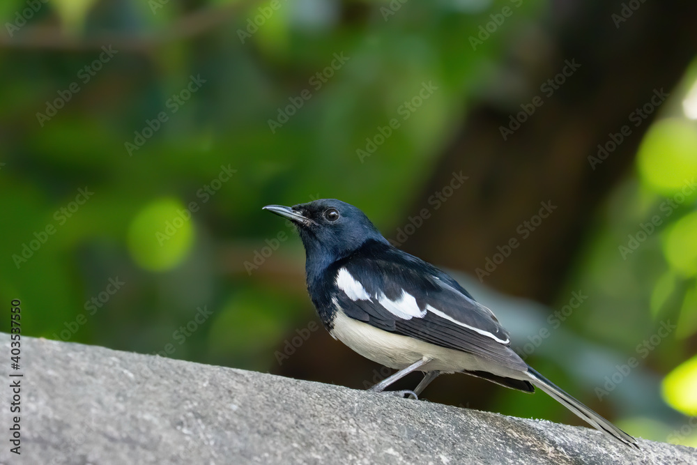 Close-up Oriental Magpie Robin Isolated on Background Close-up Oriental Magpie Robin Isolated on Background