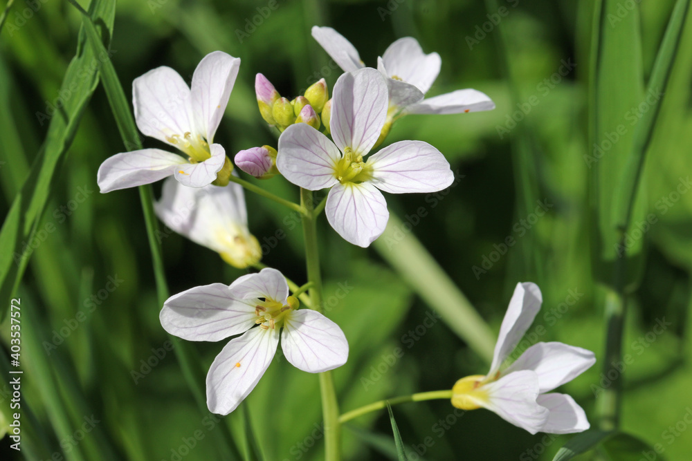 Ladies smock flowers