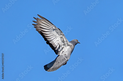 Action Scene of Rock Pigeon Flying in The Air Isolated on Blue Sky