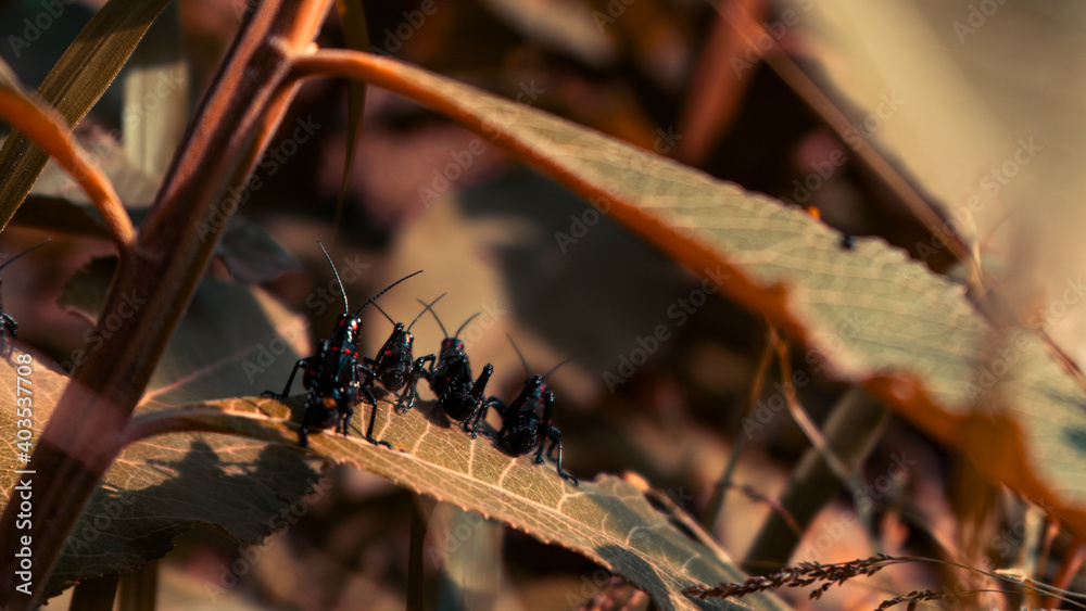 Fototapeta premium grasshoppers on leaf