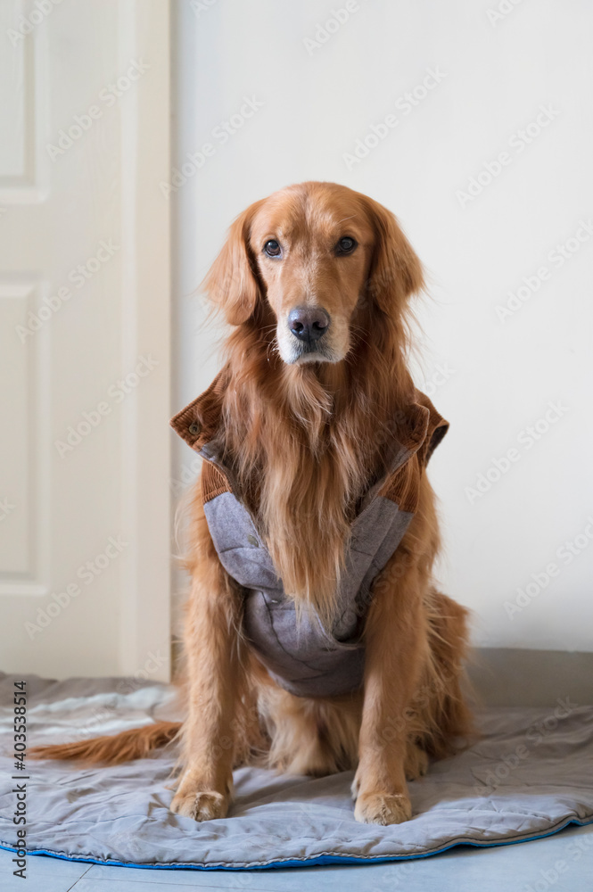 Golden Retriever wearing clothes, indoors