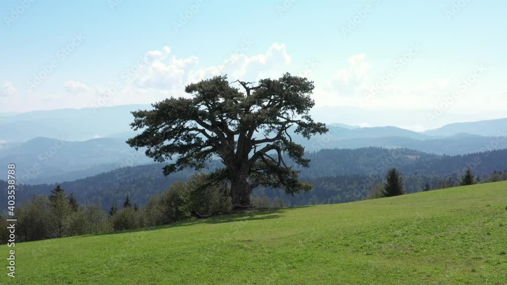 Aerial reveal shot pulling out from behind vegetation to reveal The Holy Pine in Kamena Gora, Serbia and the lush countryside beyond. Aerial reveal shot pulling out from behind vegetation to reveal The Holy Pine in Kamena Gora, Serbia and the lush countryside beyond.