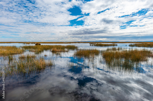 Totora reed and cloud reflection in the Titicaca lake located in Peru and Bolivia.