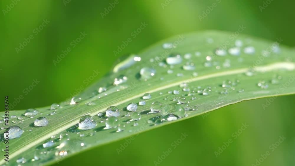 水滴が付着した風にゆれる草の葉 水滴が付着した風にゆれる草の葉