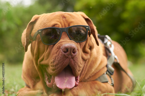 Perro Dogo de Burdeos con gafas de sol en jardín. © Gabriel