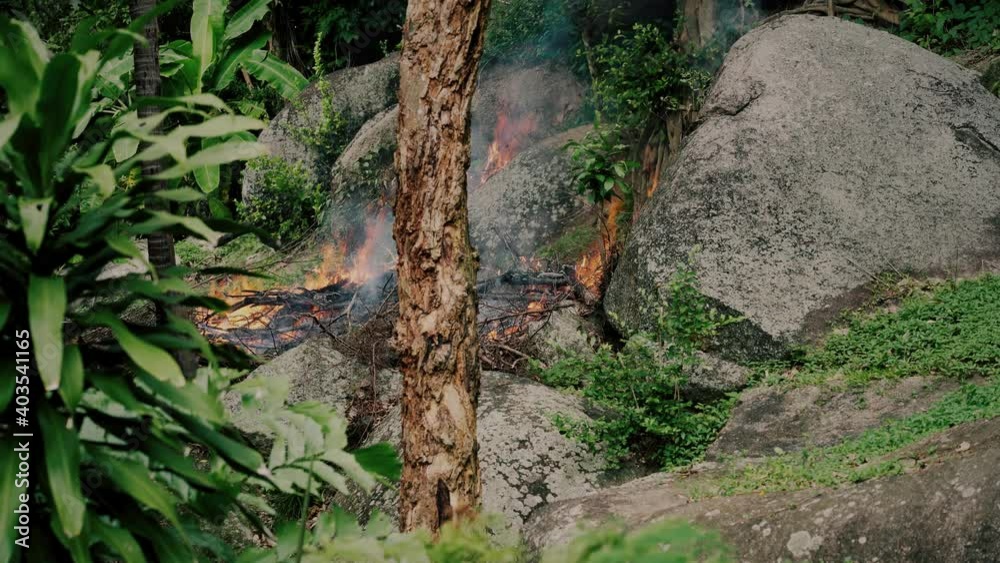 Fire and smoke in the forest in a summer day Fire and smoke in the forest in a summer day