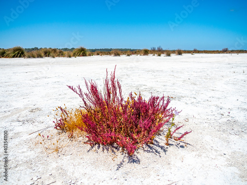 Anarthria scabra at Lake Walyungup Salt Lake - Warnbro WA. photo