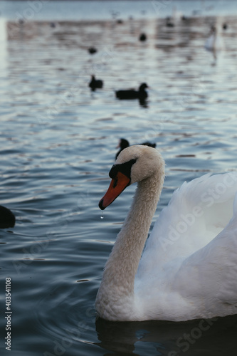 White  and black swans on the pond