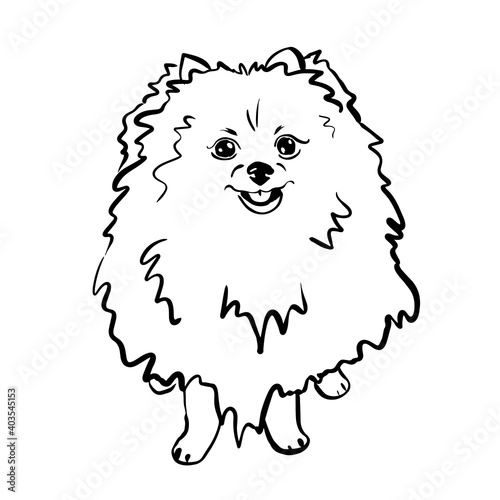 Pomeranian spitz. Black and white sketch. Vector illustration.