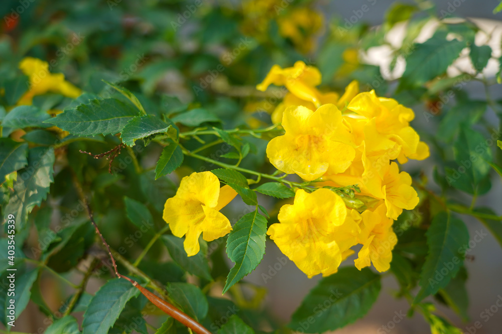 Yellow flower bouquet on a blurred natural background. Beautiful yellow flowers in tropical Thailand. Yellow flower bouquet on a blurred natural background. Beautiful yellow flowers in tropical Thailand.