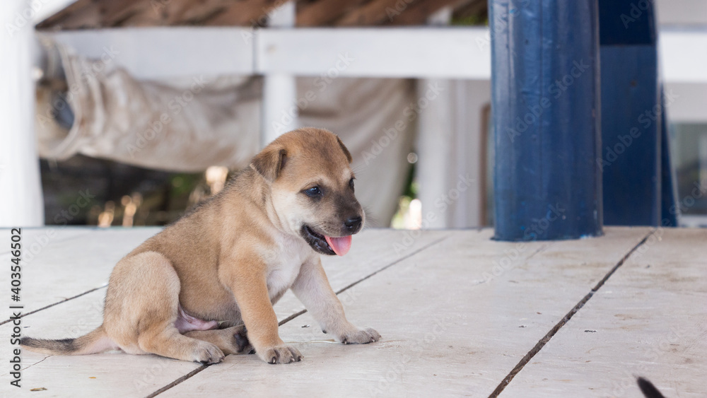 Three week old puppy playing with siblings Three week old puppy playing with siblings