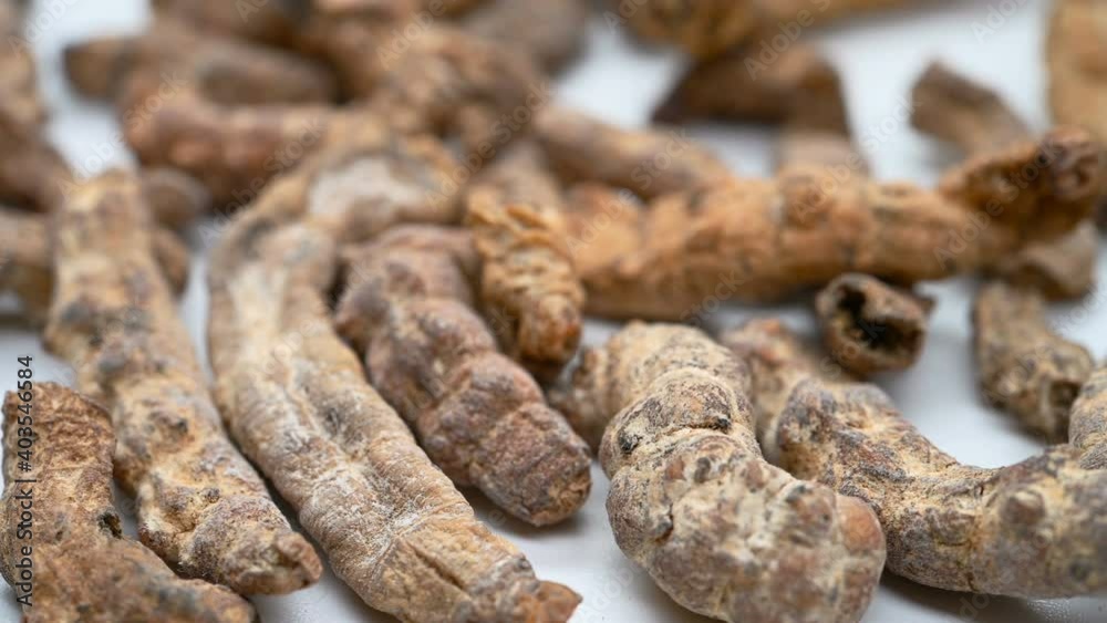 side view Chinese medicine Jiangcan or Bombyx Batryticatus or Stiff Silkworm rotating side view Chinese medicine Jiangcan or Bombyx Batryticatus or Stiff Silkworm rotating