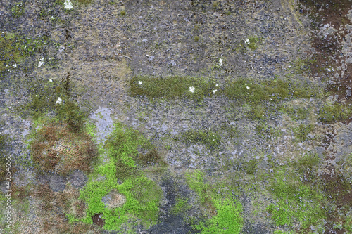 Moss texture at Texture of old grey concrete wall.
