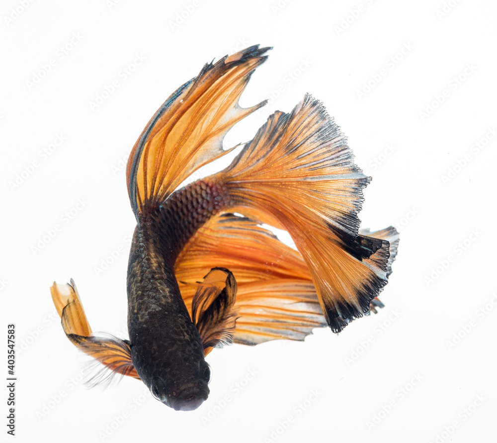 Fototapeta premium halfmoon betta fish, siamese fighting fish, betta splendens 