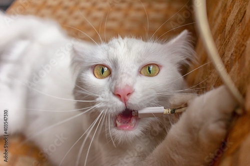 Un gato blanco comiéndose un cable de celular photo