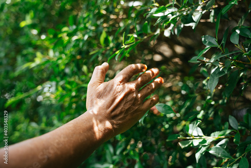 Hand of senior elderly person touching green plant leaf at yard.