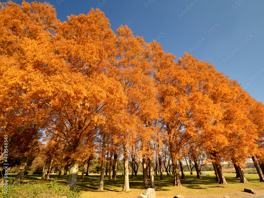 Naklejka premium 東京都 水元公園のメタセコイアの黄葉