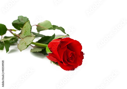 Red rose flower with drops of water isolated on a white background.