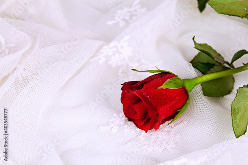 Red rose on a white textile background. © Snowbelle