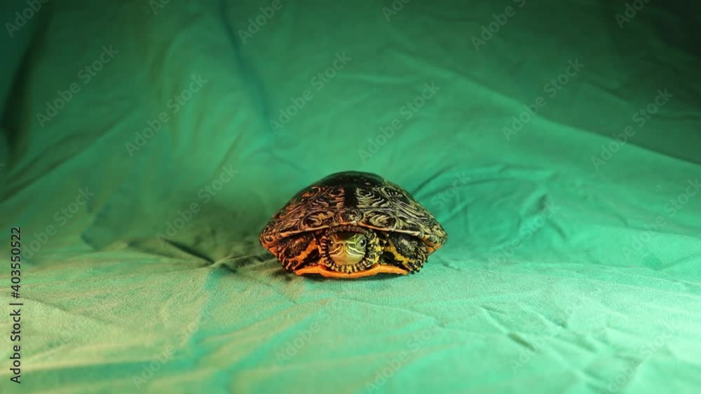 Turtle Coming out of its shell and walking off! Turtle hiding. Turtle ...