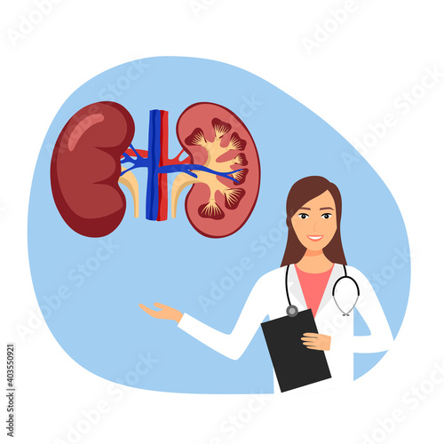Doctor explaining kidney anatomy to her patient vector. Human internal organ. Design for poster, education presentation.