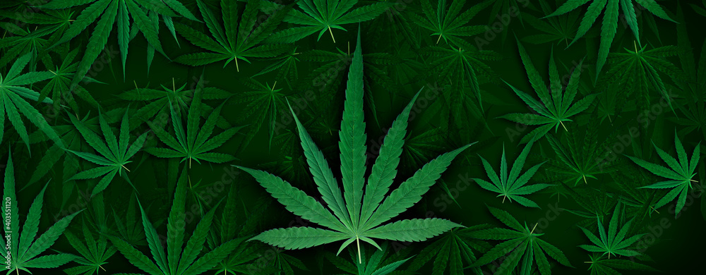 background from the Marijuana leaf. design pattern artwork background from the Marijuana leaf. design pattern artwork