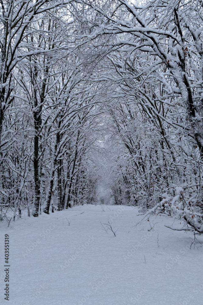 Fototapeta premium Waldweg im Winter