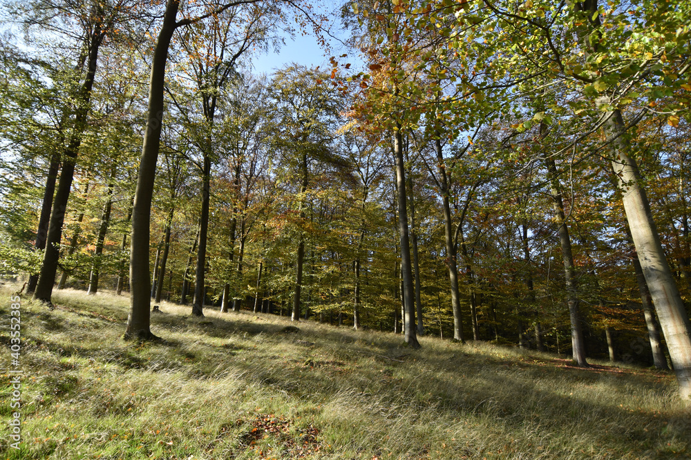 Buchenwald im Herbst Buchenwald im Herbst
