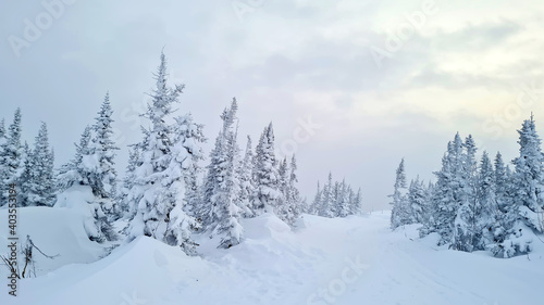 Scenic image of spruces tree. Frosty day  calm wintry scene. Location Carpathian  Ukraine Europe. Ski resort. Great picture of wild area. Explore the beauty of earth. Tourism concept.
