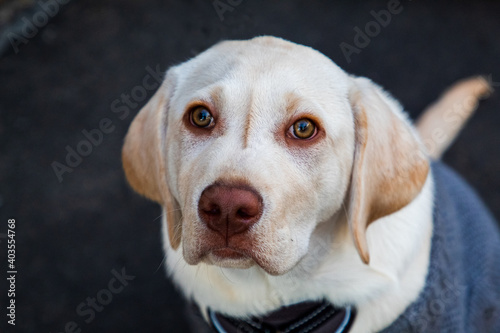A Golden Labrador Puppy
