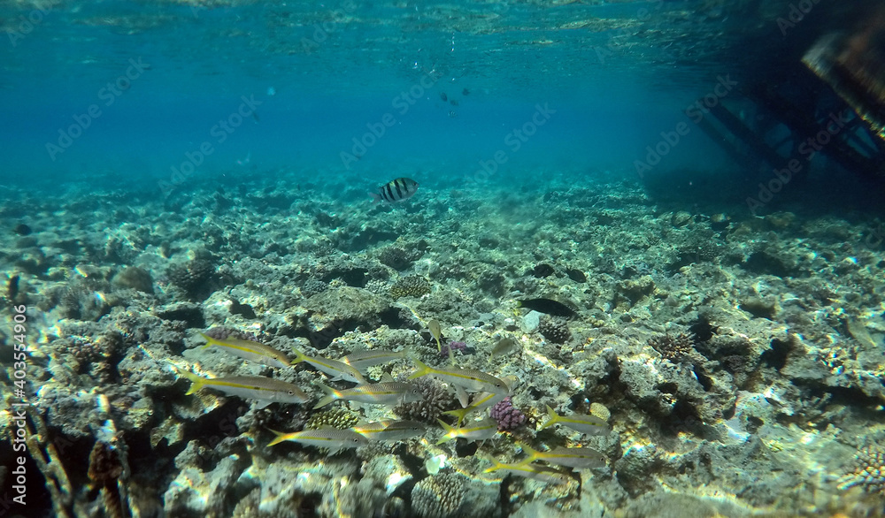 Tropical coral reef. Ecosystem and environment. Egypt. Near Sharm El Sheikh Tropical coral reef. Ecosystem and environment. Egypt. Near Sharm El Sheikh