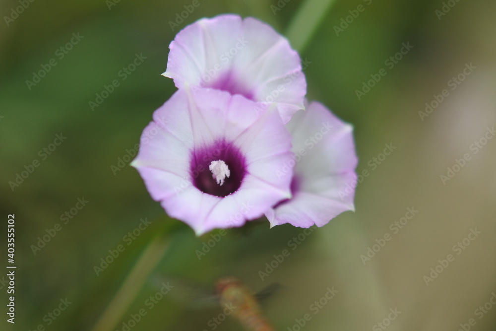 3 aiea morning glories are flowering in beauty. 3 aiea morning glories are flowering in beauty.