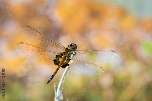 Closeup of a dragonfly on a twig at Dripstone Beach, Darwin. 