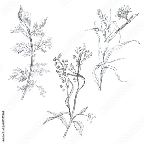 Illustration, pencil, set. Drawing of leaves and branches of plants. Freehand drawing on a white background.