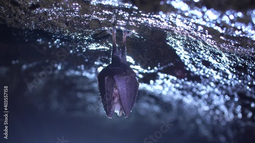Close up small shaking horseshoe bat hanging from top of cold natural rock cave while hibernating. Creative backlit wildlife take. Shining background colors in backlight. Natural environment. photo