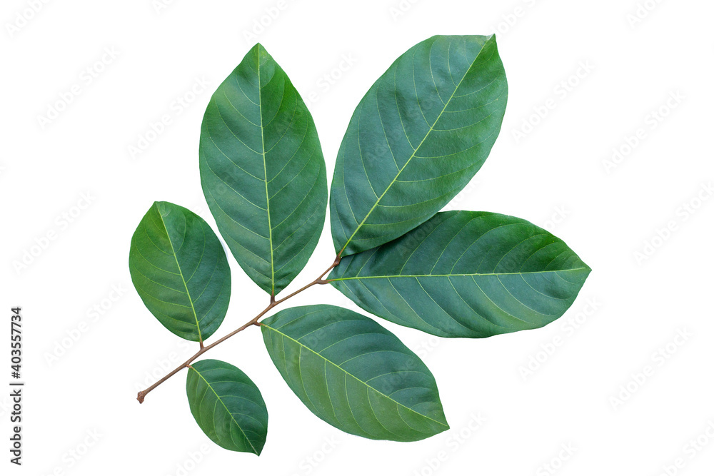 green leaf isolated on white background with clipping path for design elements, fresh green leaves green leaf isolated on white background with clipping path for design elements, fresh green leaves