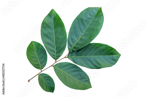 green leaf isolated on white background with clipping path for design elements, fresh green leaves