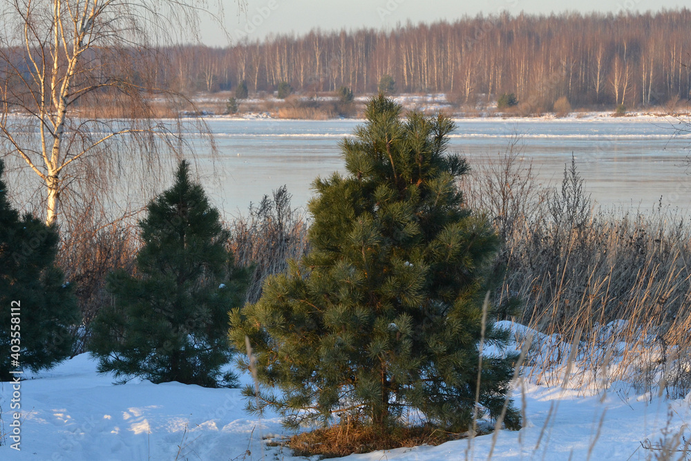 Winter evening sunset landscape on the banks of a frozen river. Young green conifers grow on the shore among dry grass and bushes.