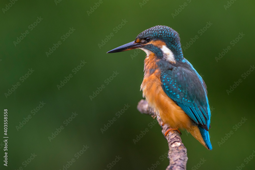 Fototapeta premium Eisvogel (Alcedo atthis)